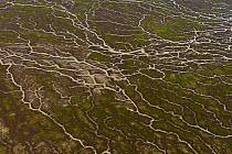 Aerial of Goyder Lagoon, part of the Strzelecki Desert in the far north eastern part of South Australia with many streams that have turned a once dry desert into hundreds of square kilometres of rich...