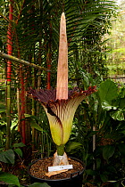 Titan Arum (Amorphophallus titanum) in flower at the Cairns Botanical Gardens, Queensland, Australia This species has the largest unbranched flower inflorescence which smells strongly of rotting carri...