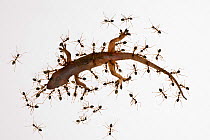 Green Tree Ants (Oecophylla smaragdina) attacking Common House Gecko (Hemidactylus frenatus) Cairns, Queensland, Australia