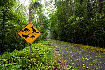 Lake Eacham road after Cyclone Yasi, Queensland, Australia, February 2011