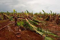Banana farm after Cyclone Yasi, Innisfail, Queensland, Australia, February 2011