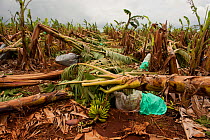 Banana farm after Cyclone Yasi, Innisfail, Queensland, Australia, February 2011