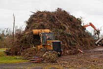 Digger clearing Mission beach vegetation after Cyclone Yasi, Queensland, Australia, February 2011