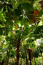 Licuala palms (Licuala ramsayi) with light streaming through the canopy, Daintree, Queensland, Australia