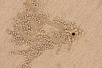 Sand bubbler crab (Dotillidae) sand pellets and hole on beach, Daintree, Queensland, Australia