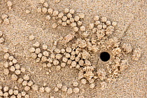 Sand bubbler crab (Dotillidae) sand pellets and hole on beach, Daintree, Queensland, Australia
