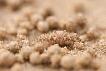 Sand bubbler (Dotillida) crab making sand pellets, Daintree, Queensland, Australia
