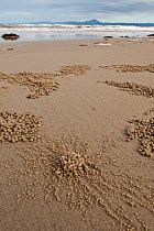 Sand bubbler crab (Dotillidae) sand pellets and holes, Daintree, Queensland, Australia