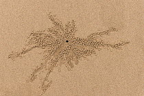 Sand bubbler crab (Dotillidae) sand pellets and hole, Daintree, Queensland, Australia