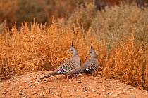 Crested Pigeons (Ocyphaps lophotes) in the desert, South Australia, Australia