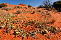 Paddy melon (Cucumis myriocarpus) growing in red sand dunes of the outback. It is a prostrate or climbing annual herb native to southern Africa and is a weed in Australia, South Australia, Australia