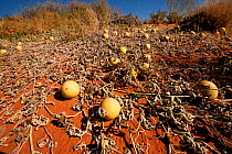 Paddy melon (Cucumis myriocarpus) growing in red sand dunes of the outback. It is a prostrate or climbing annual herb occurs in southern Africa and is a weed in Australia, South Australia, Australia