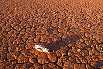 Dry cracked desert soil along the Oodnadatta Track, with skull, South Australia, June 2011