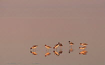 Red-necked Avocet (Recurvirostra novaehollandiae) in Lake Eyre from the shores of Halligan Bay, South Australia