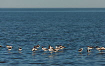 Red-necked Avocet (Recurvirostra novaehollandiae) in Lake Eyre from the shores of Halligan Bay, South Australia