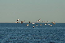 Red-necked Avocet (Recurvirostra novaehollandiae) in Lake Eyre from the shores of Halligan Bay South Australia
