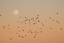 Ducks and Red-necked Avocet (Recurvirostra novaehollandiae) in Lake Eyre from the shores of Halligan Bay with the full moon rising, South Australia