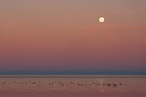 Ducks and Red-necked Avocet (Recurvirostra novaehollandiae) on Lake Eyre from the shores of Halligan Bay with the full moon rising, South Australia