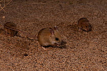 Desert Mouse (Pseudomys desertor) South Australia, Australia. Endemic