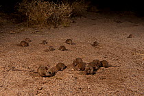 Desert Mouse (Pseudomys desertor) large group,  South Australia, Australia. Endemic.