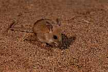 Dusky Hopping Mouse (Notomys fuscus) Halligan Bay, Lake Eyre National Park, South Australia. Vulnerable species.