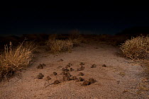 Desert Mouse (Pseudomys desertor) large group, Halligan Bay, South Australia, Australia. Endemic.