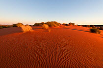 Red sand dunes off the Oodnadata Track part of the Anna Creek cattle station, South Australia.