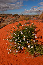 Desert wild flowers against the red sand dunes, South Australia, Australia