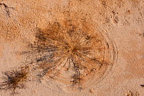 Windblown grass that made circles in the sand, South Australia, Australia