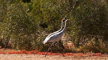Brolga crane (Grus rubicunda) adult and juvenile, Muloorina Station, South Australia