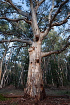 River Red Gum (Eucalyptus camaldulensis) from Wilpena Pound, Flinders Ranges National Park, South Australia, Australia