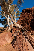 Tree growing out of striated rock on the Brachina Gorge Geological Trail, a 20km self-guided trail. Flinders Range National Park, South Australia