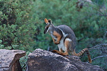 Yellow-footed Rock-wallaby (Petrogale xanthopus)South Australia