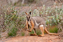 Yellow-footed Rock-wallaby (Petrogale xanthopus)  South Australia