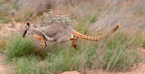 Yellow-footed Rock-wallaby (Petrogale xanthopus) jumping, South Australia