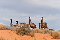 Emu (Dromaius novaehollandiae) mob in the outback, South Australia, Australia