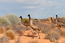 Emu (Dromaius novaehollandiae) mob in the outback, South Australia, Australia