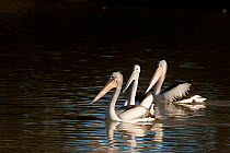 Australian pelicans (Pelecanus conspicillatus) Cooper Creek, South Australia, Australia