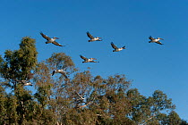 Australian Pelicans (Pelecanus conspicillatus) flying over Cooper Creek, South Australia