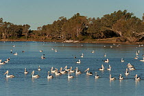 Australian pelicans (Pelecanus conspicillatus) along with Little black cormorants (Phalacrocorax sulcirostris) feeding in the hundreds along the Cooper Creek, South Australia, Australia