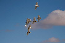A flock of Little Corellas flying (Cacatua sanguinea) South Australia, Australia
