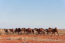 Herd of wild Dromedary camels (Camelus dromedarius) South Australia, Australia