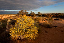 Wildflowers in sand dunes by Warburton River near Cowarie Station, South Australia