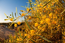 Yellow wattle (Acacia sp) flowers in sand dunes by Warburton River near Cowarie Station, South Australia