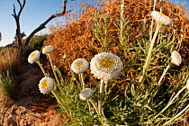 Poached egg daisies (Polycalymma stuartii) growing in Australian desert, South Australia, Australia