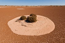 Claypan in the desert at Cowarie cattle Station, South Australia