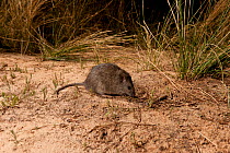 Long haired rat (Rattus villosissimus) Mungerannie Waterhole, South Australia, Australia