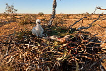 Wedge-tailed baby eagle (Aquila audax) on its nest with a rabbit prey, South Australia, Australia.