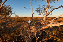 Wedge-tailed baby eagle (Aquila audax) on its nest, South Australia, Australia.