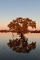 Birdsville Track with flooded by Cooper creek, sunrise, South Australia, July 2011